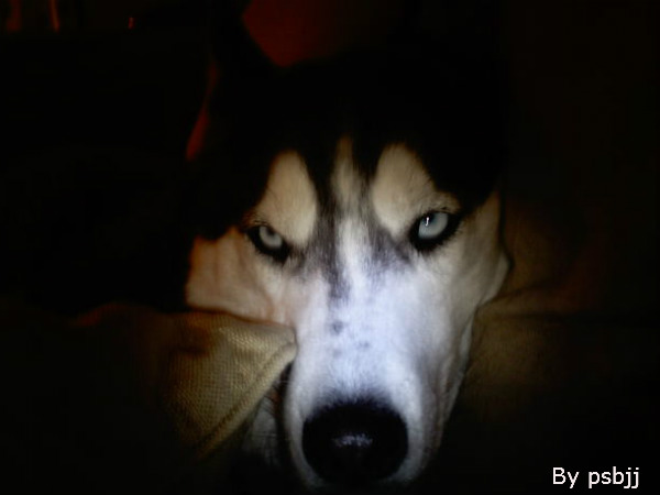 अगर घर में कुत्ता, बिल्ली अजीब सा व्यवहार करे