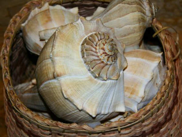 मर जाते हैं जीवाणु