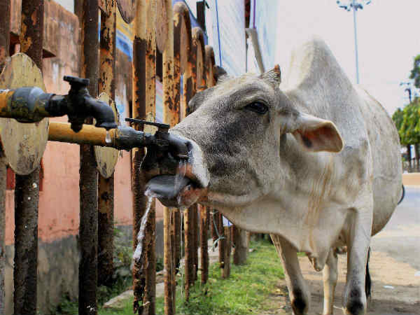 सड़क का नल बना सहारा 