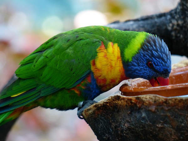 पी ले पीले, ओ मोरे राजा