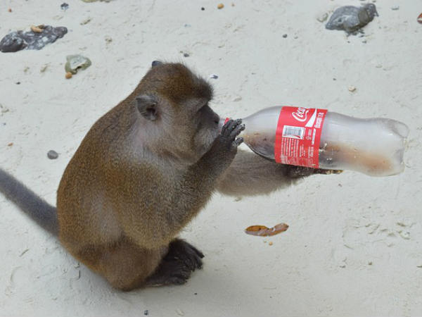 टेस्ट दि थंडर 