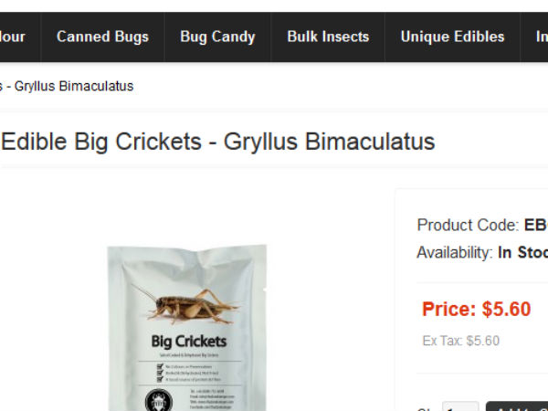 उच्च गुणवत्ता वाला झींगुर 