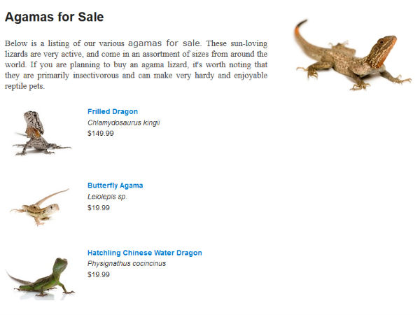 बड़े सर वाली छिपकली भी है बिकाउ