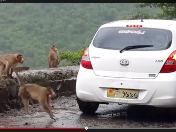 monkey car