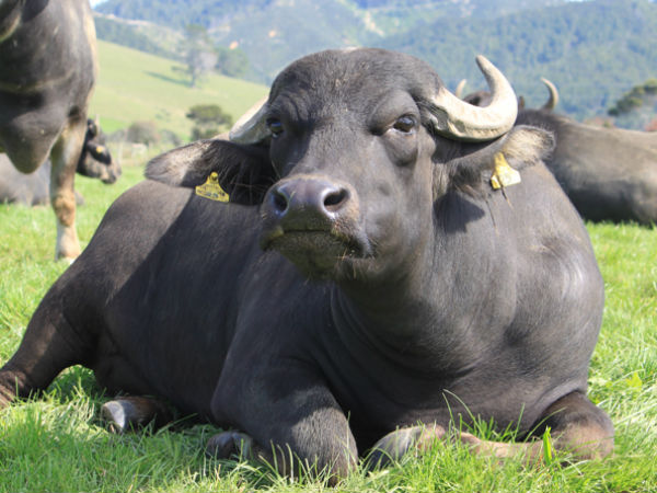 हम अपनी भैंसों के साथ ही खुश