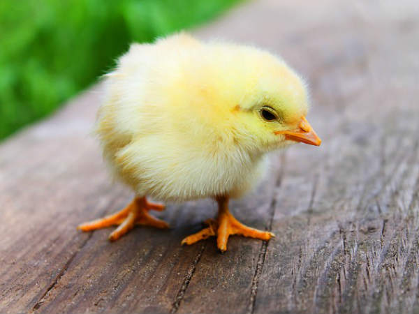 चिकन का लिंग पता करने वाला