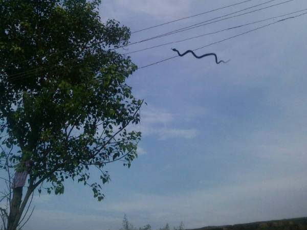 पेड़ के पास तार पर लटका सांप पेड़ के पास तार पर लटका सांप