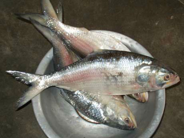 यमुना में जिंदा नहीं रह सकती समुद्री मछलियां