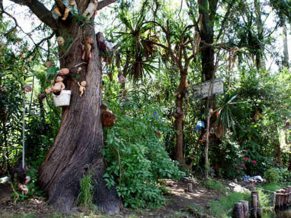 पेड़ों से लटकी डॉल पेड़ों से लटकी डॉल