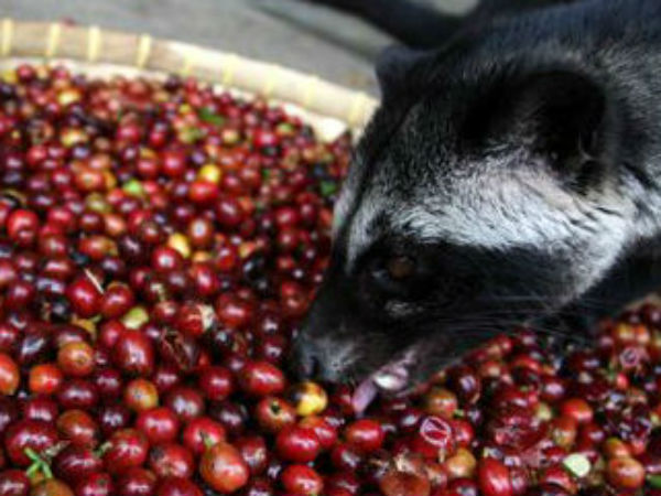 Kopi luwak Most Expensive Coffee In The World is made by potty 
