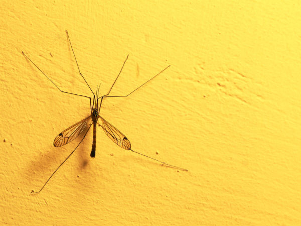 आपके टॉमी की जान तक ले सकता है 