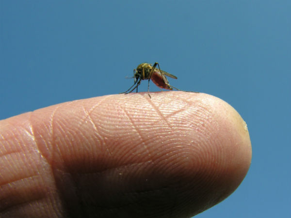 चिड़‍ियों और पानी के जानवरों को काटते हैं 