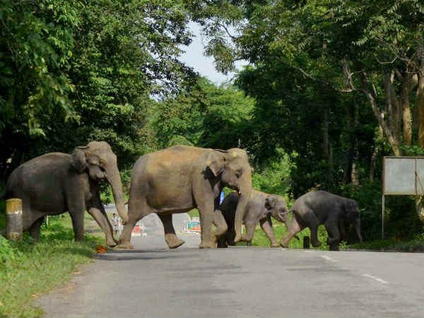 काजीरंगा के हाथी 