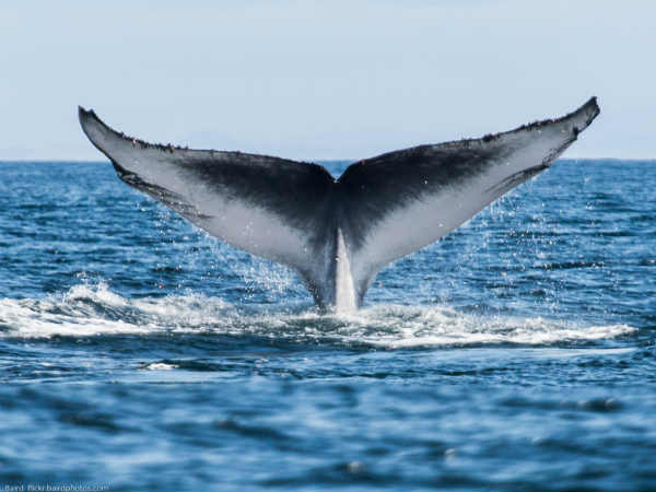 10वें नंबर पर व्‍हेल 