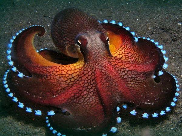 2-ऑक्‍टोपस