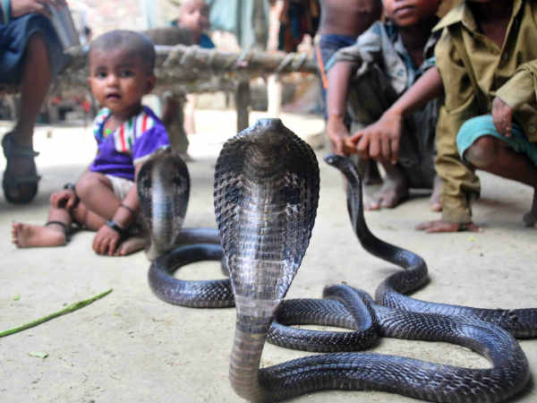 हर घर में रहते हैं सांप
