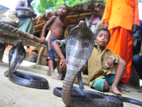 ये है संपेरों का गांव