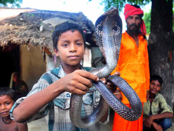 सांपों को हाथ में लेकर खेलते हैं बच्चे