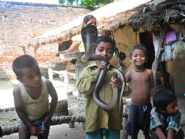 छोटे बच्चे नहीं डरते हैं सांपों से