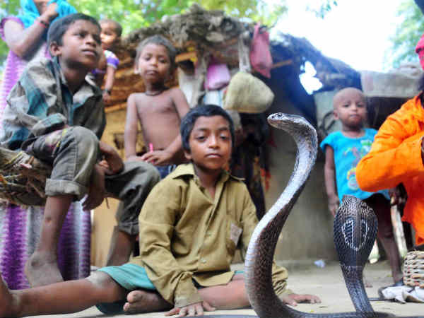 शहरों में जाते हैं सांपों को पकड़ने