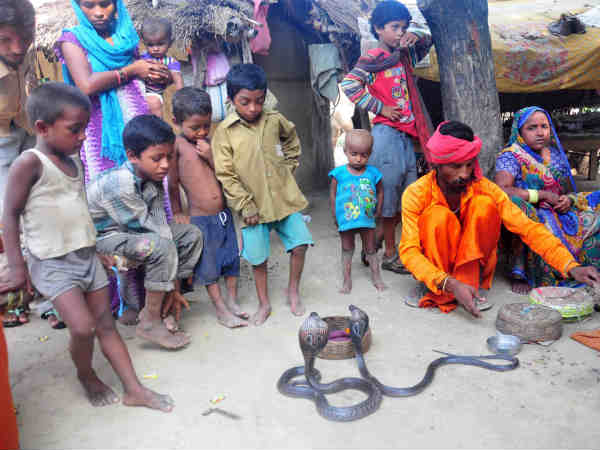 सांपों का जहर नहीं निकाला जाता है