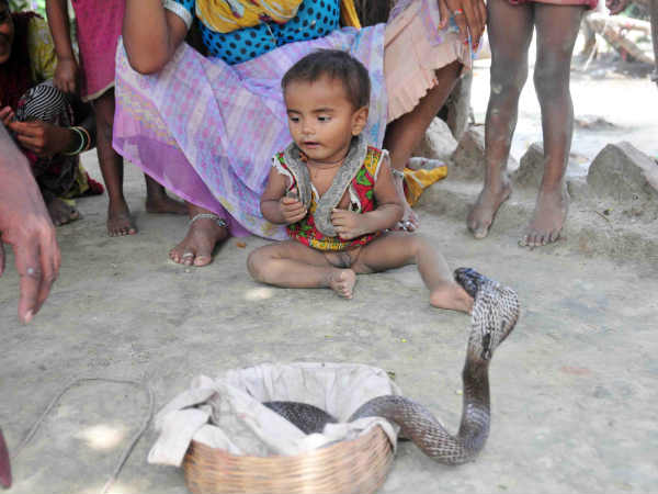 2साल के मासूम का खिलौना हैं जहरीले सांप