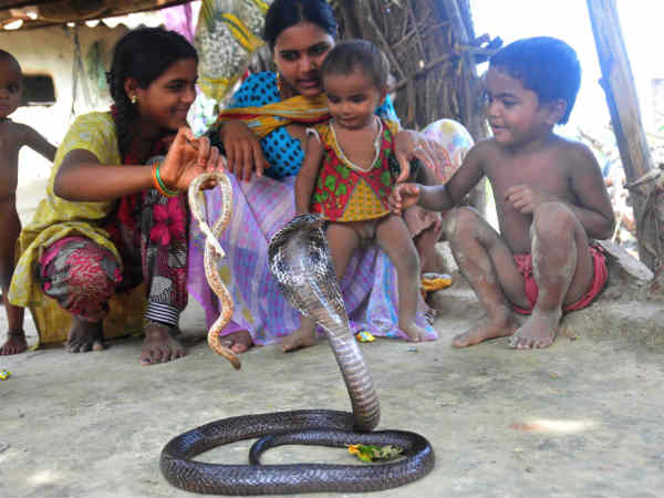 बेहद जहरीले होते हैं ये सांप