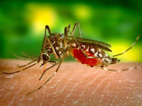 How much a Dengue mosquito bite can cost to you How much a Dengue mosquito bite can cost to you