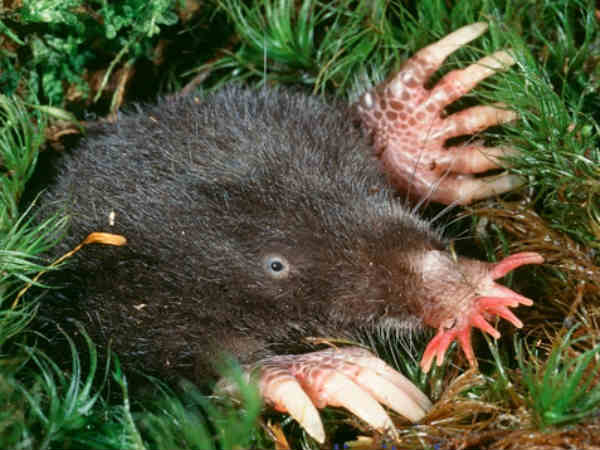 स्‍टार नोस्‍ड मोल 