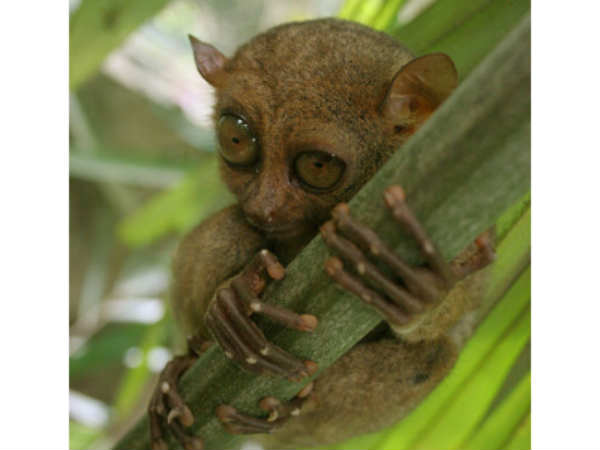 ट्रेजियर 