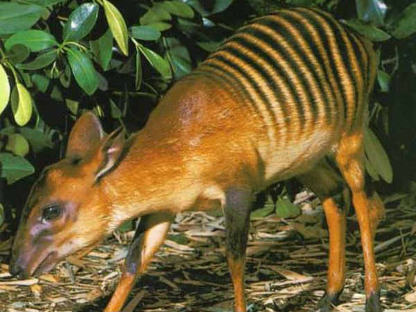 जीब्रा डुकर 