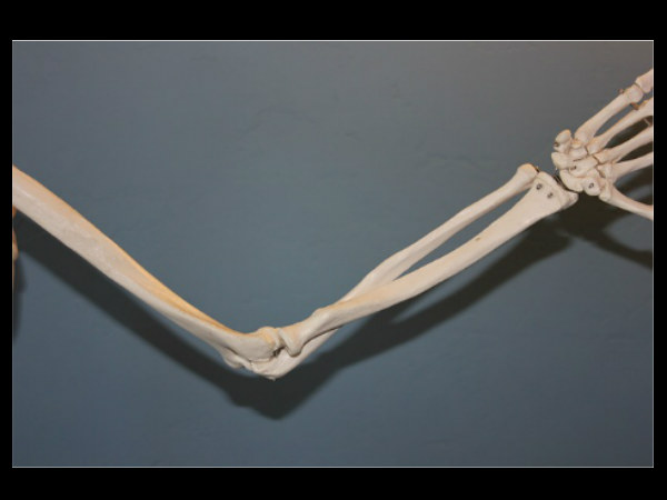 शरीर की आधी ह्ड्डियाँ हाथ पैर में शरीर की आधी ह्ड्डियाँ हाथ पैर में