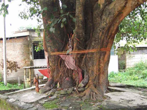 पीपल के पेड़
