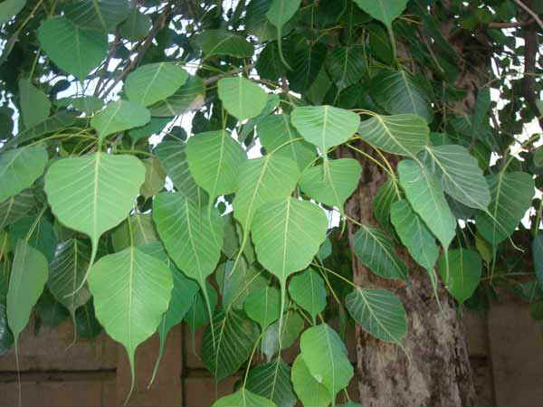 कालसर्प दोष समाप्त