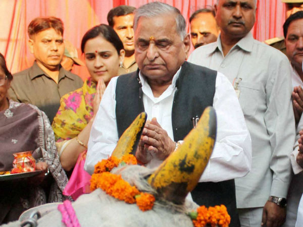 सैफई में जबरदस्त जश्न की तैयारी