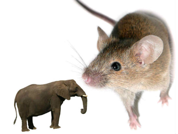 हाथी बनाम चूहा 