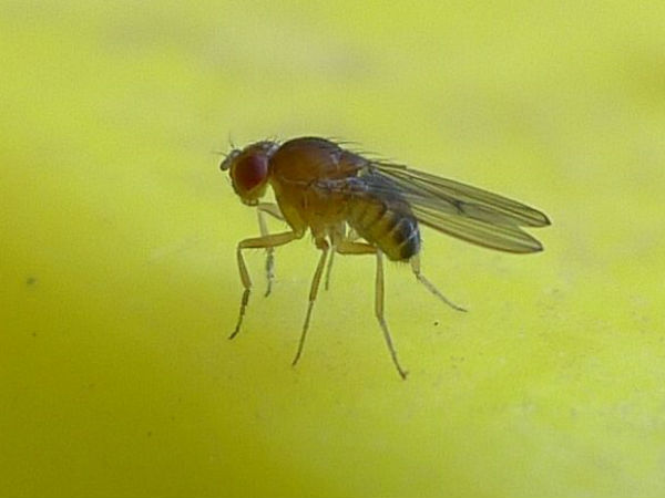 फ्रूट फ्लाई का स्पर्म 