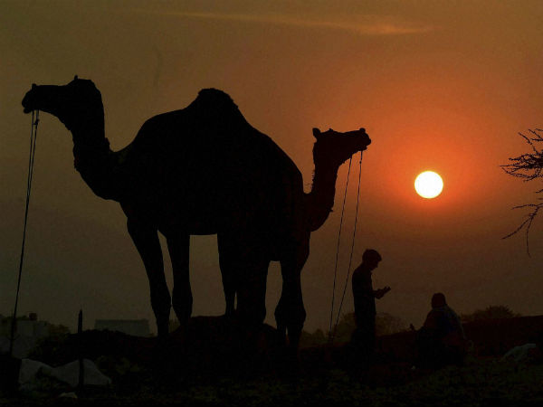 हर तरफ ऊंट