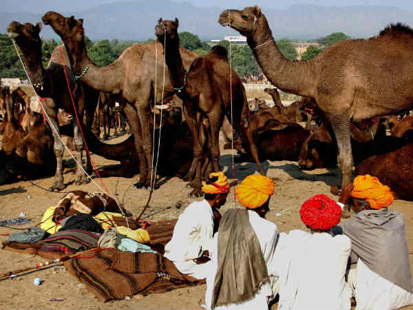 पशु मेला