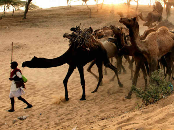 श्रेष्ठ नस्ल के पशुओं को पुरस्कार