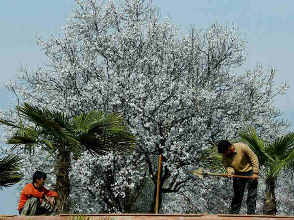 श्रीनगर में बर्फबारी 