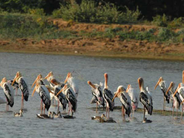 कुदनकुलम के पास सारस 