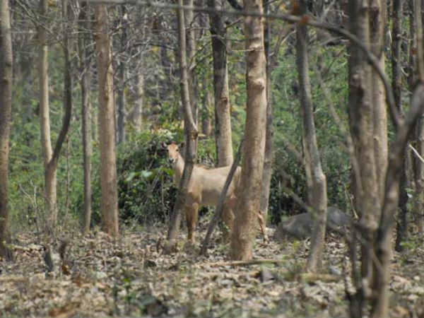 नील गाय