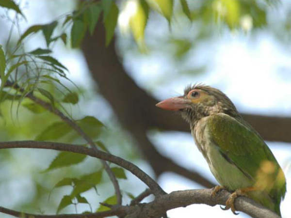 छोटे पंख वाली एक पक्षी