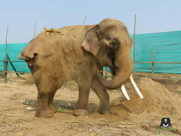 शारीरिक, मानसिक और मनोवैज्ञानिक प्रताड़ना 