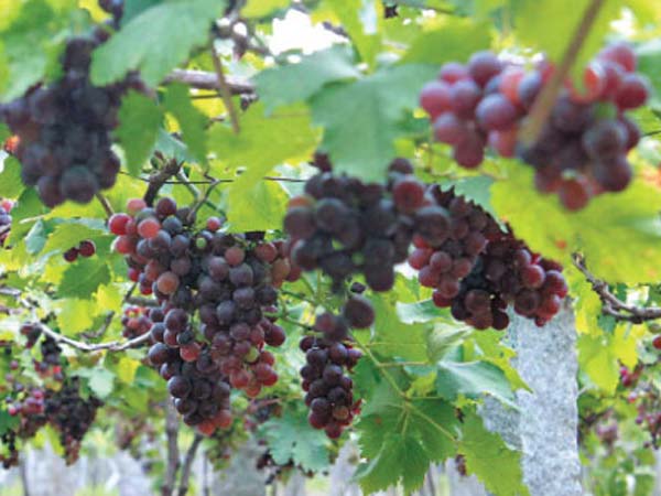 अंगूर खाये जाते हैं