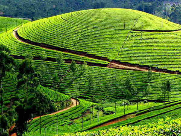 मु्न्नार