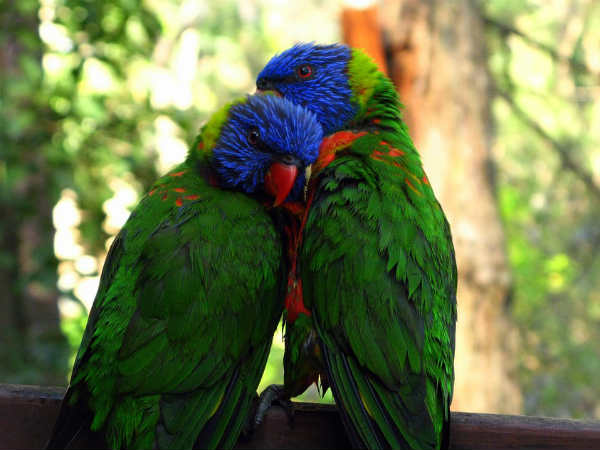 रोमांटिक