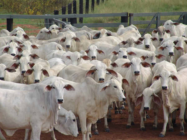 स्मरण शक्ति को बढ़ाता है