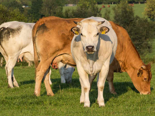 इथीलीन आक्साइड गैस